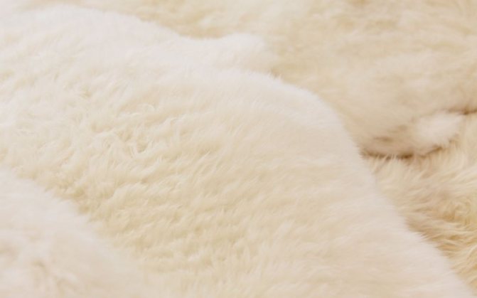 Что такое мутон и чей это мех, какого животного